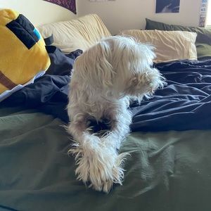 Meet your Posher, Hazel